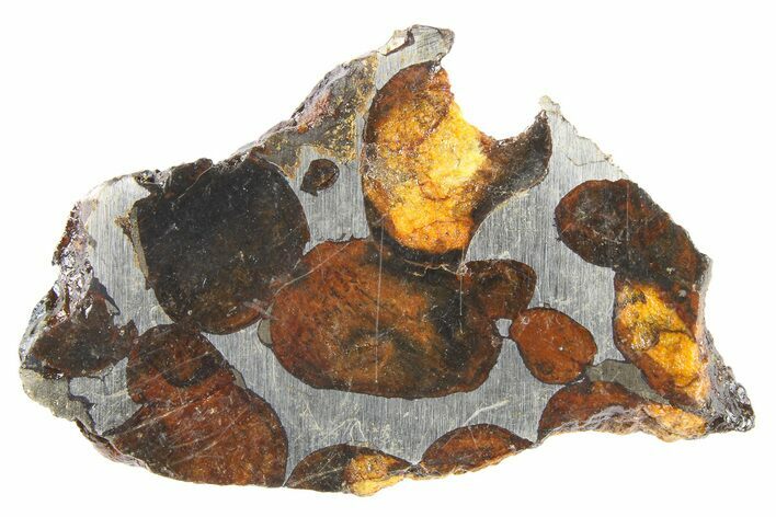 Polished Sericho Pallasite Meteorite ( g) - Kenya #262913